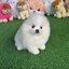 ปอมเมอเรเนี่ยนแท้ๆ หน้าหมี เพศเมียสีขาวสวยๆ เกรดท็อป White female pomeranian
