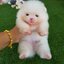 ลูกปอมเมอเรเนียนแท้ ด.ญ.สีขาวจมูกแดง
