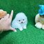 ปอมเมอเรเนี่ยนแท้ สีขาวสำลีไซส์ทีคัพ เพศเมีย Pure white teacup pomeranian
